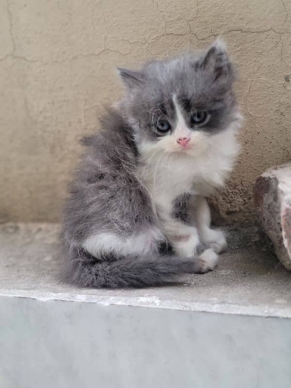 Persian kitten 11