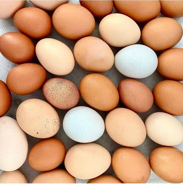 100% pure desi eggs 1