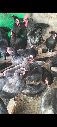 Australorp fartile egg foresale per egg 60