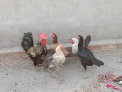 urgent sale for hens and roosters