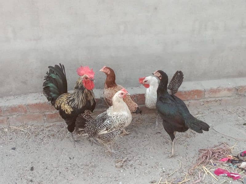 urgent sale for hens and roosters 0