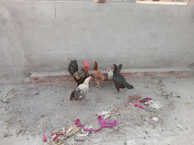 urgent sale for hens and roosters 2