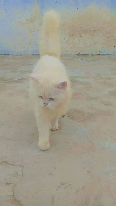 cat 3Kot Persian 4