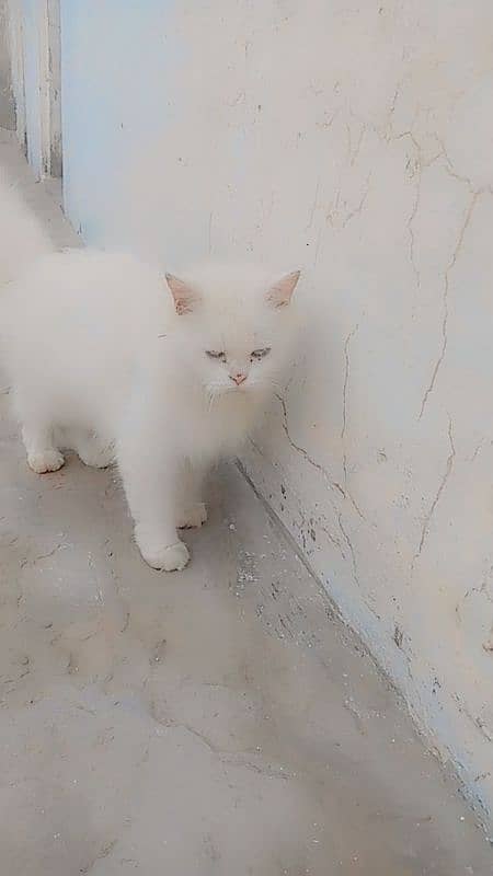 cat 3Kot Persian 5