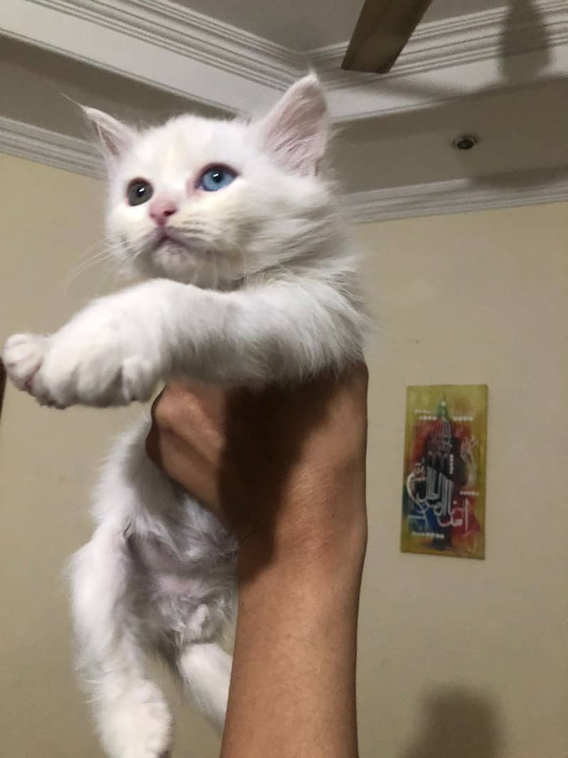 Odd eyes Doll face persian male kitten available 0