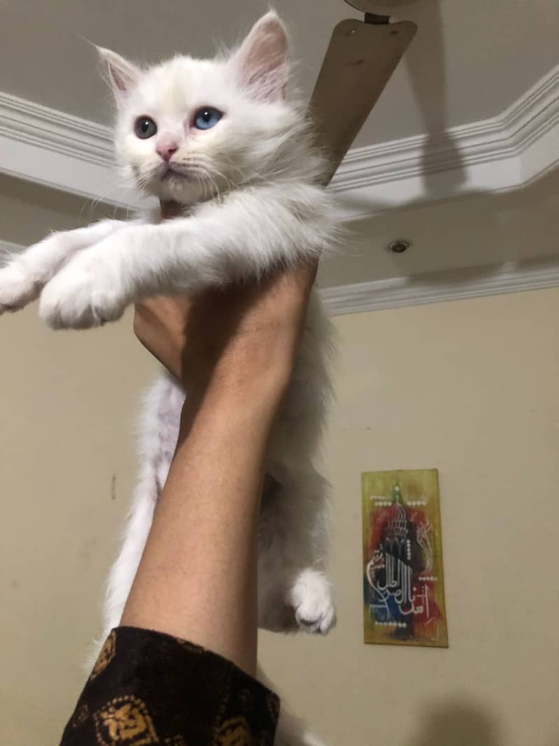 Odd eyes Doll face persian male kitten available 1