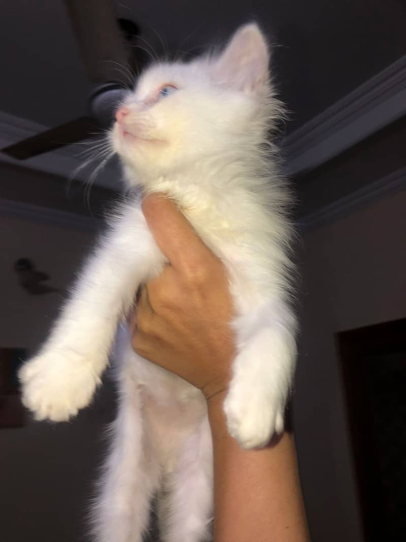 Odd eyes Doll face persian male kitten available 2