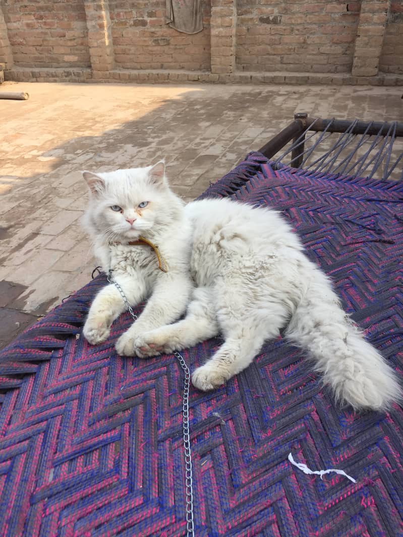 White percian vaccinated male cat 0