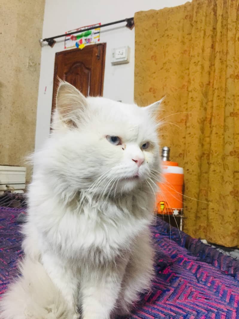 White percian vaccinated male cat 11