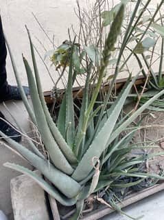 Aloevera