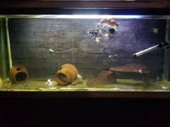 Big size Fish Aquarium