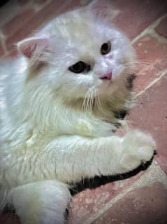 persian cat male