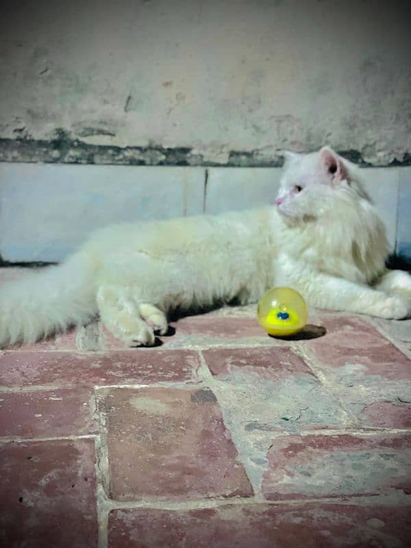 persian cat male 1