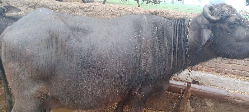 Beautiful buffalo Pregnant,Ready for pregnancy between a week 0