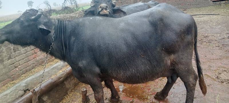 Beautiful buffalo Pregnant,Ready for pregnancy between a week 1