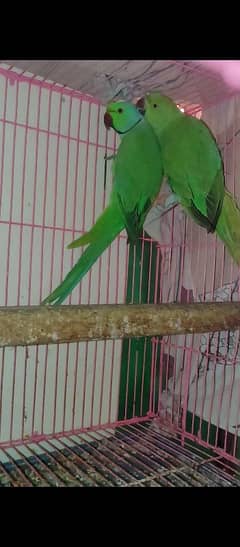 Green Ring Neck breeder pair for sale