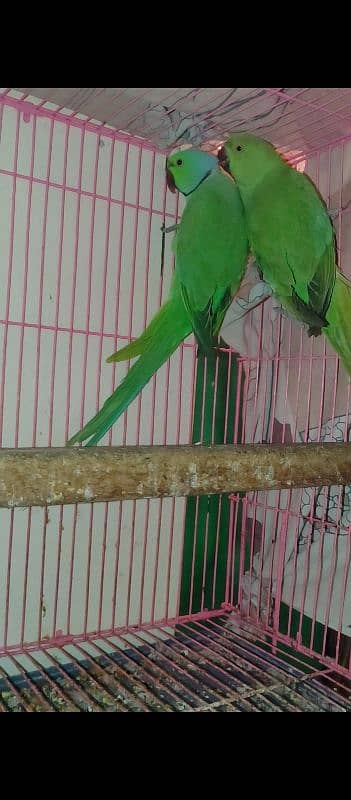 Green Ring Neck breeder pair for sale 1