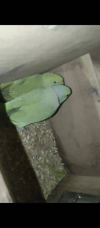 Green Ring Neck breeder pair for sale 4