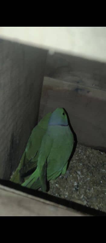 Green Ring Neck breeder pair for sale 5