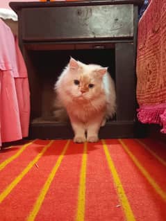 persian cat age 1.5 male ha breed pr ha fully active