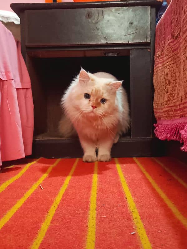 persian cat age 1.5 male ha breed pr ha fully active 1