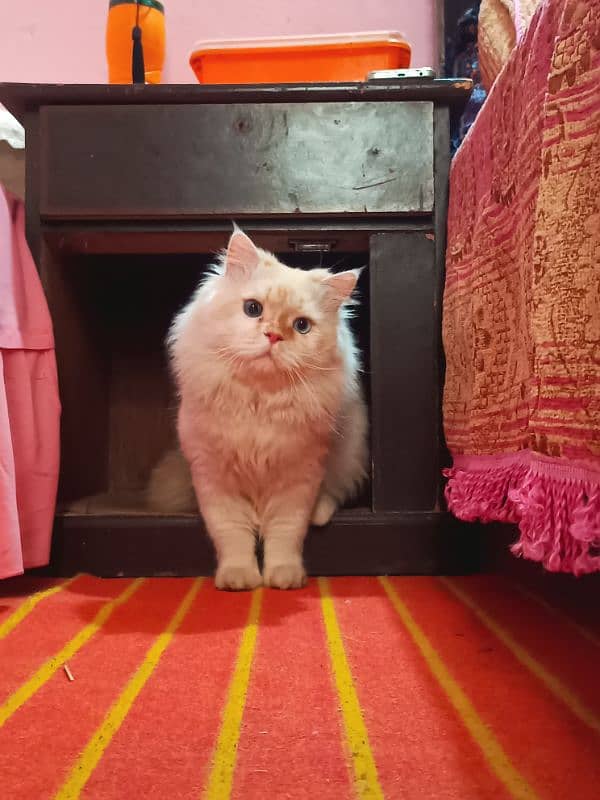 persian cat age 1.5 male ha breed pr ha fully active 2