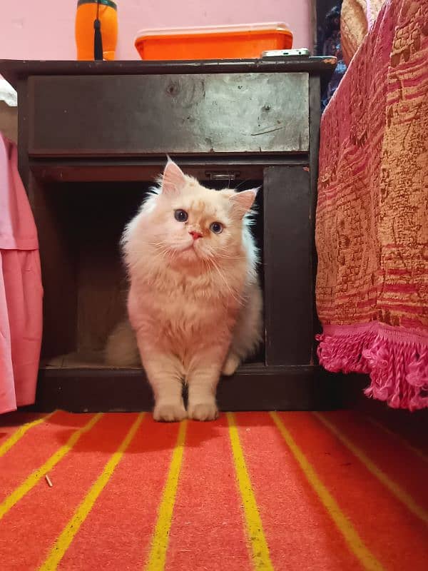 persian cat age 1.5 male ha breed pr ha fully active 3