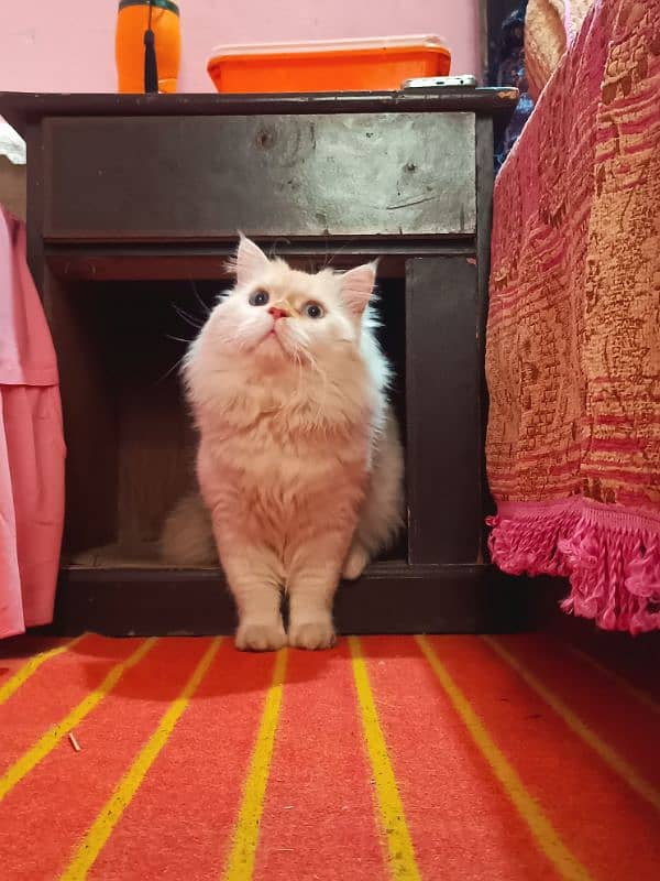 persian cat age 1.5 male ha breed pr ha fully active 4