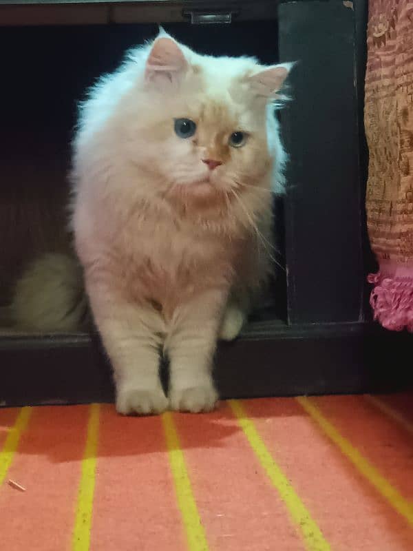 persian cat age 1.5 male ha breed pr ha fully active 5