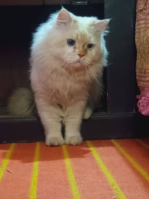 persian cat age 1.5 male ha breed pr ha fully active 6