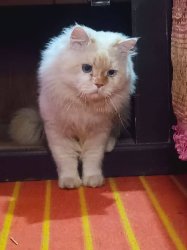 persian cat age 1.5 male ha breed pr ha fully active 7