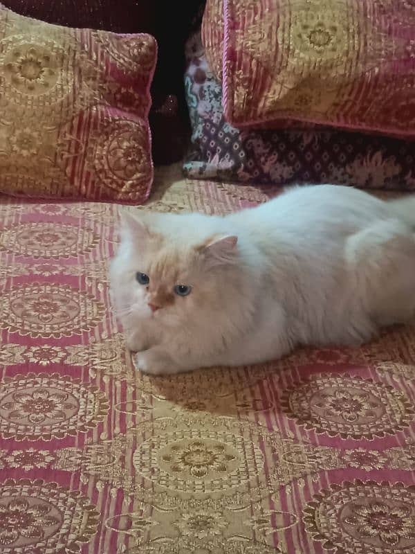 persian cat age 1.5 male ha breed pr ha fully active 8