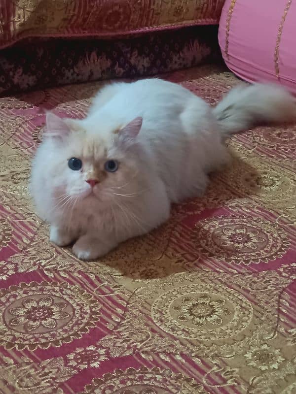 persian cat age 1.5 male ha breed pr ha fully active 9