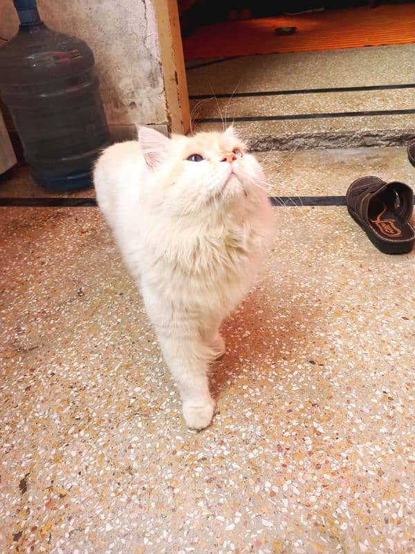 persian cat age 1.5 male ha breed pr ha fully active 11