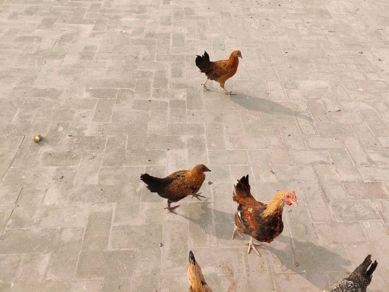 Hens Murgi Golden misri 4