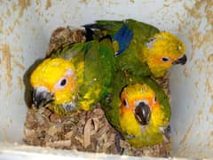 Sunconure