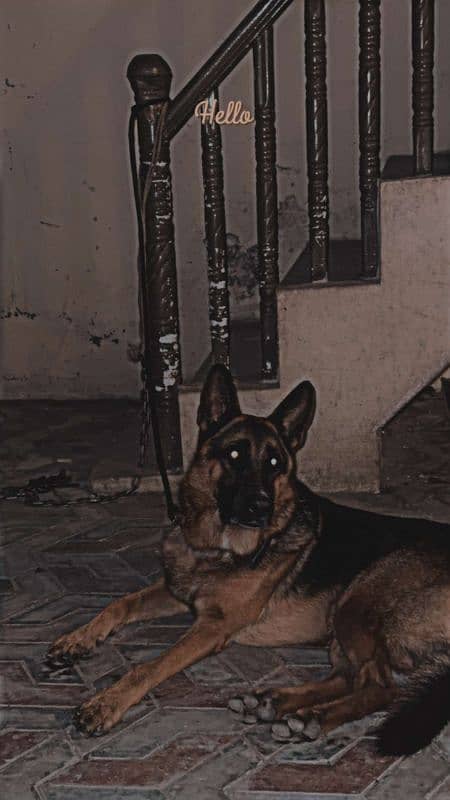 German shepherd 1