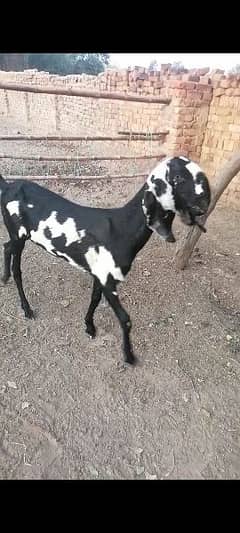 beetal goats