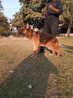 German shepherd female