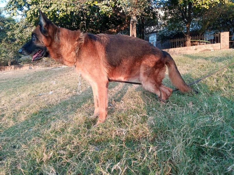 German shepherd female 1