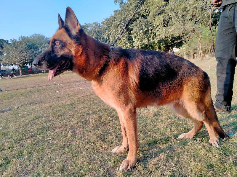 German shepherd female 2