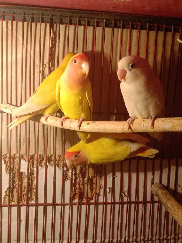 comn luteino 3 pair for sale age 1 year breeder pair nail fly sb ok ha 0