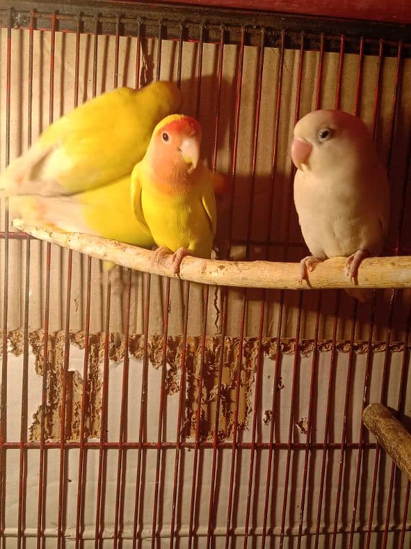 comn luteino 3 pair for sale age 1 year breeder pair nail fly sb ok ha 1