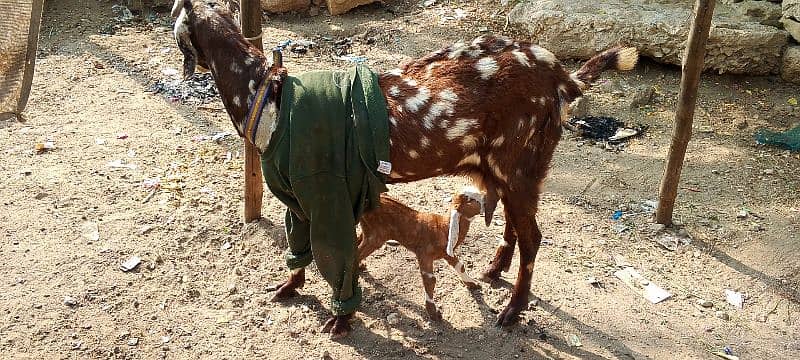 toota pori bakri danto ma puri ha 1