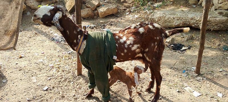 toota pori bakri danto ma puri ha 2