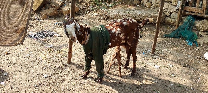 toota pori bakri danto ma puri ha 4