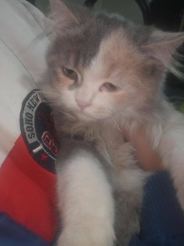 Persian Cat 4 Months 1