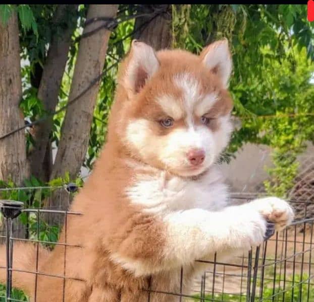 Husky puppies 03365993385 0