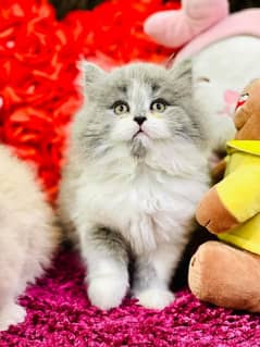 Persian kittens for sale only CONTACT whatup 03292450497