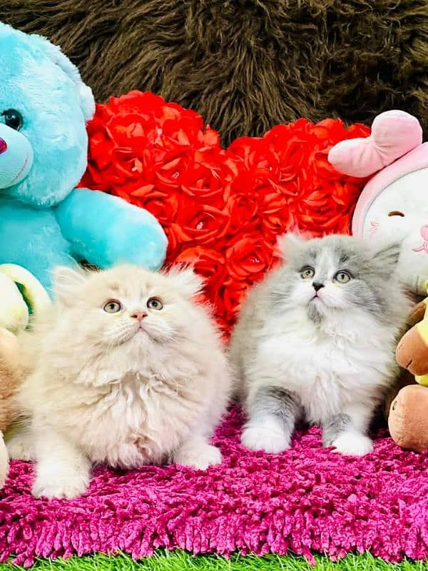 Persian kittens for sale only CONTACT whatup 03292450497 1